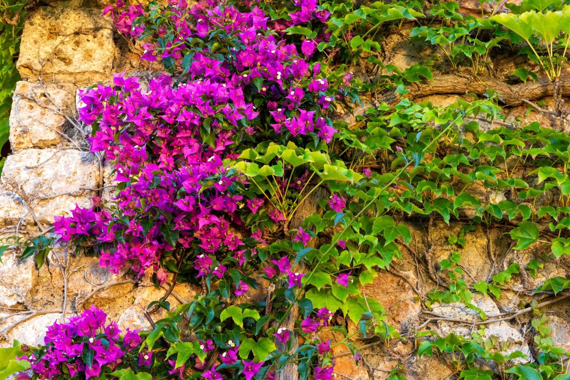 Boutique Hotel Torre Di Cala Piccola Porto Santo Stefano  Eksteriør billede